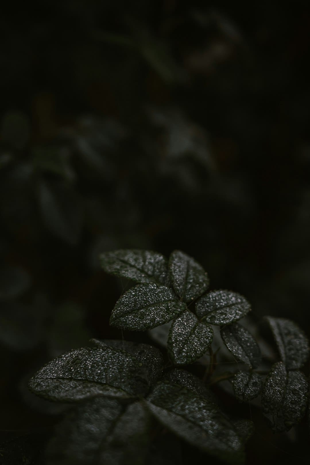 “果链三巨子”狂奔：歌尔涨停 立讯、蓝思赢利大增！谁在苹果之外赚到钱？
